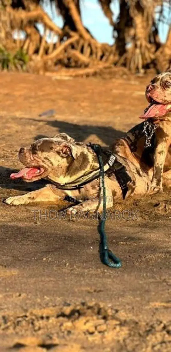 American Bully