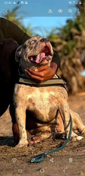 American Bully