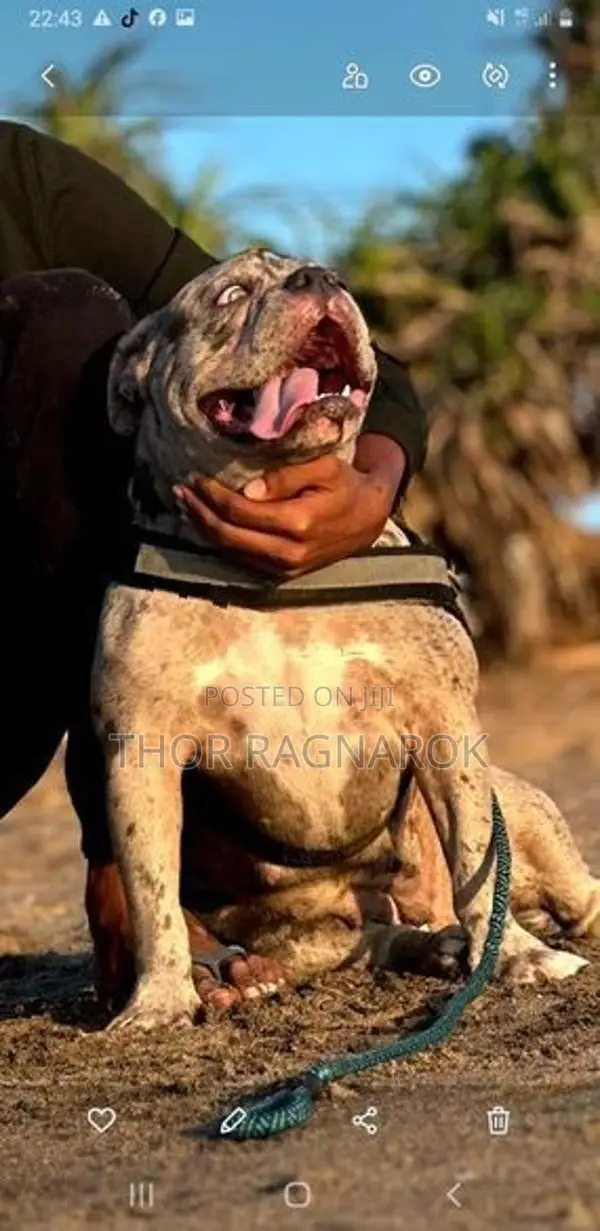 American Bully