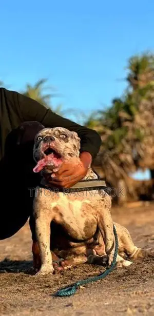 American Bully