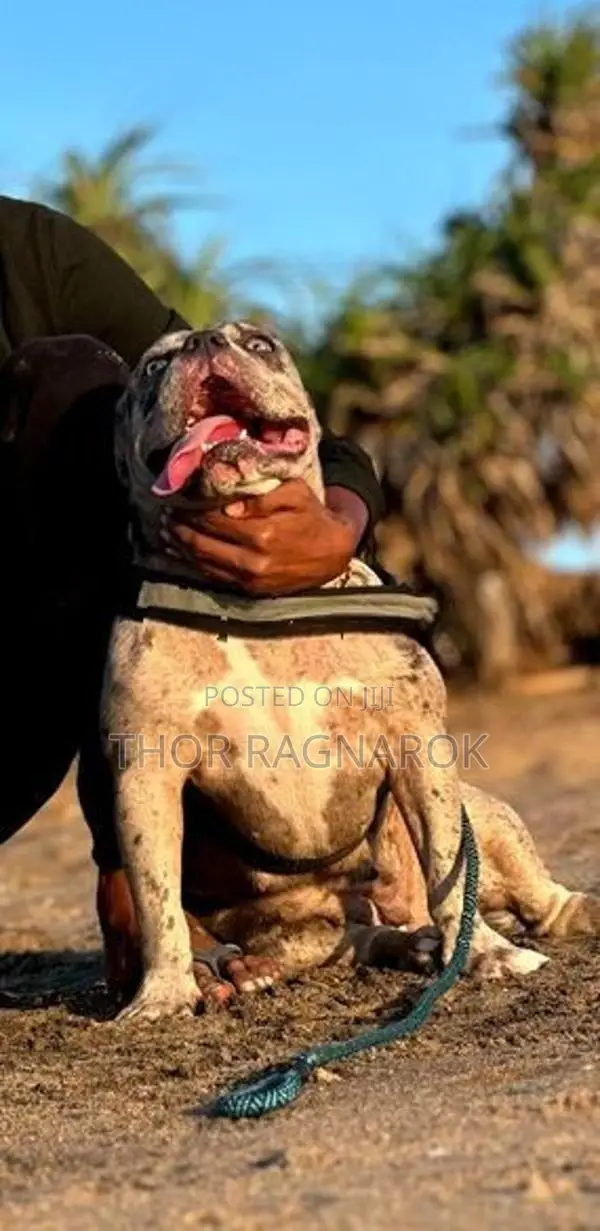 American Bully