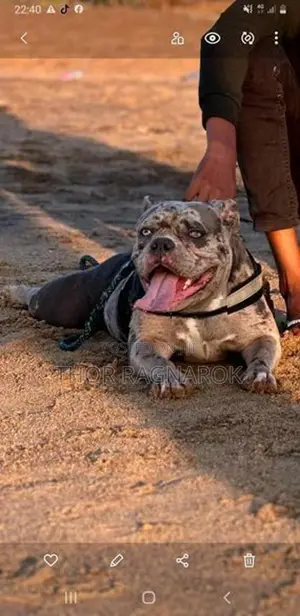 American Bully