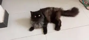 Persian Cat