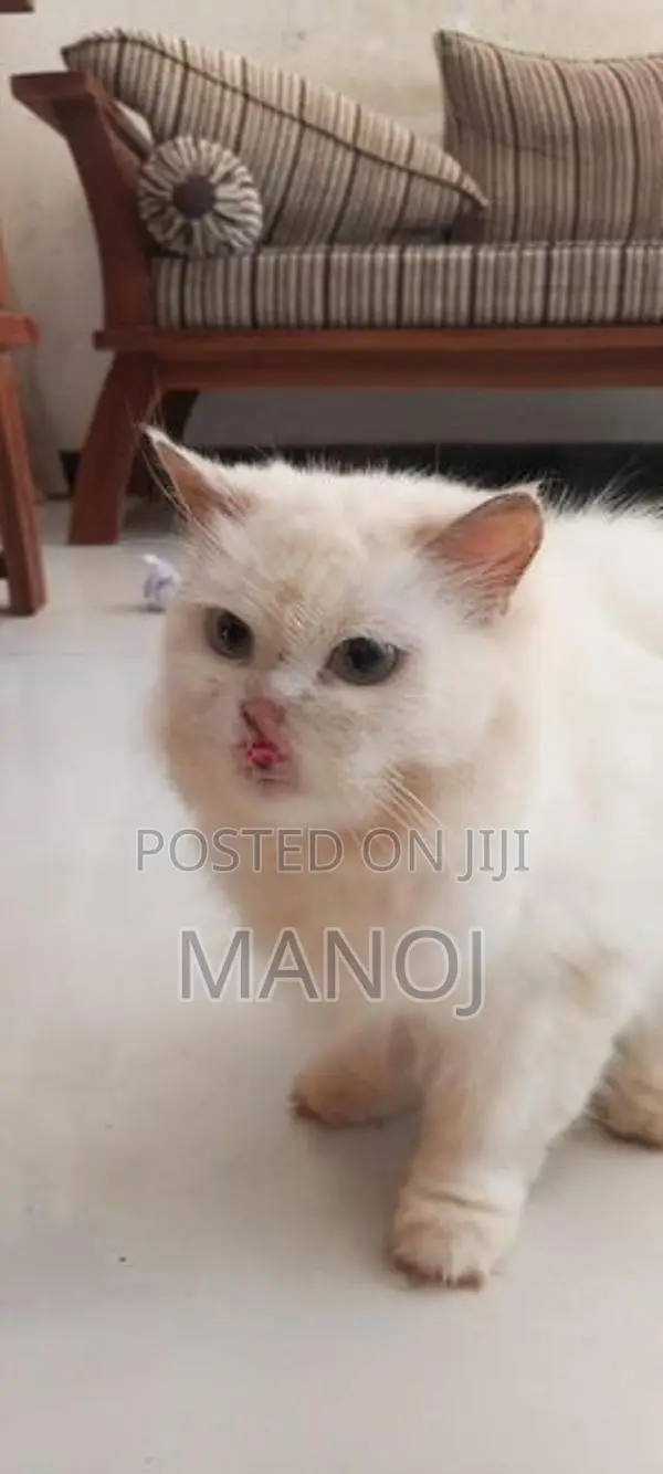 Persian Cat