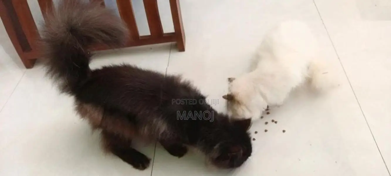 Persian Cat