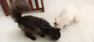 Persian Cat