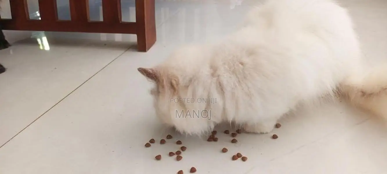 Persian Cat