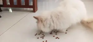 Persian Cat