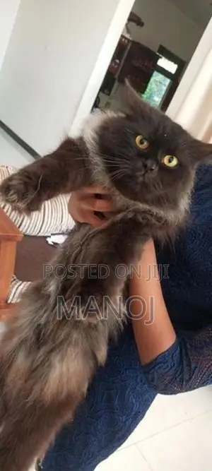 Persian Cat