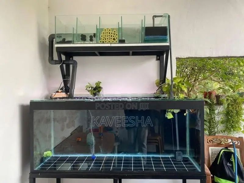 Fish Tank