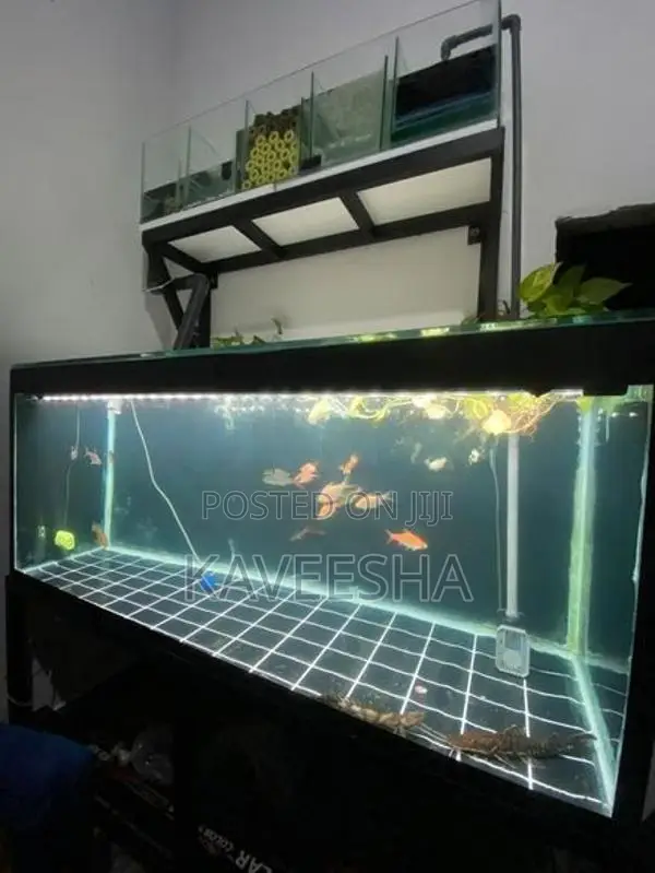 Fish Tank
