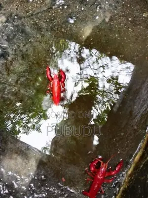 ඉස්සන්