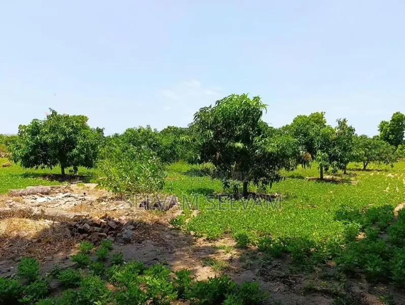 Land For Sale In Akkarepattu