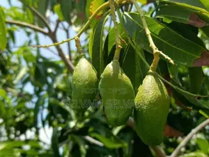 Land For Sale In Akkarepattu