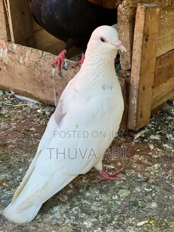 Pigeon