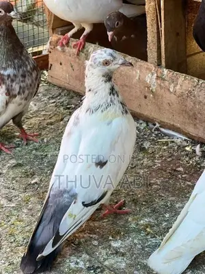 Pigeon