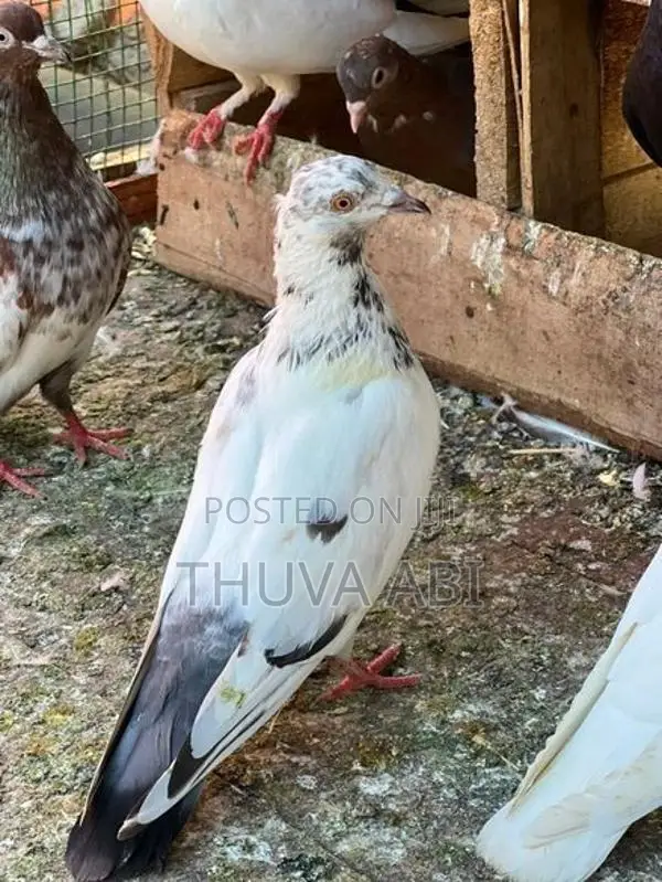 Pigeon