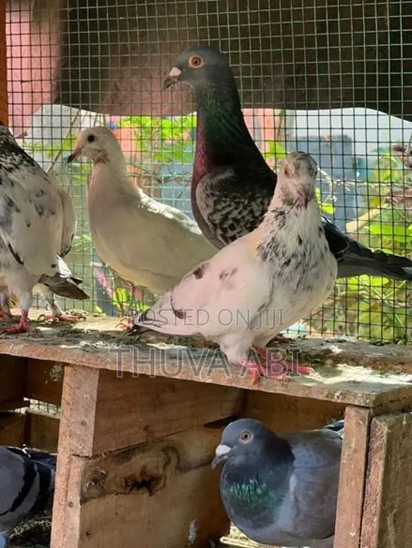 Pigeon