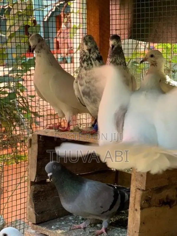 Pigeon