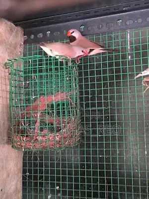 Finches With Cage
