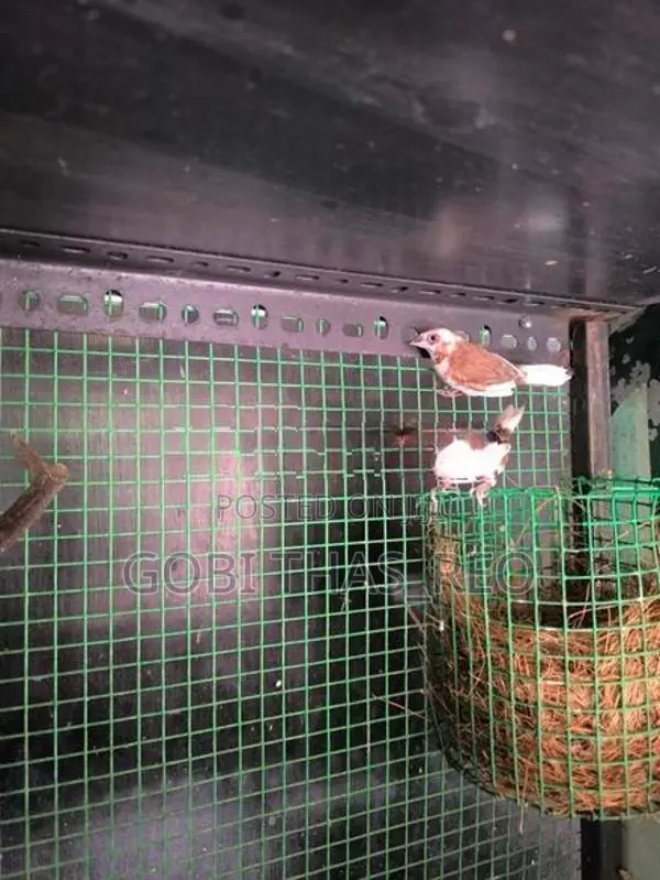 Finches With Cage
