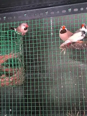Finches With Cage