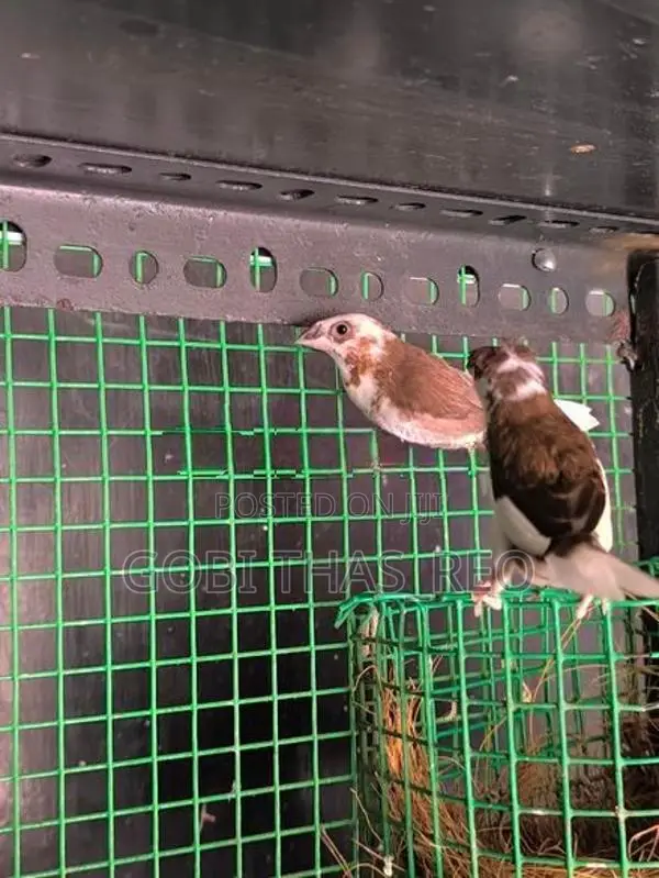 Finches With Cage