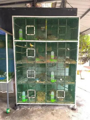 Finches With Cage