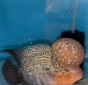 Flowerhorn Fish