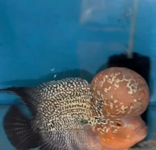 Flowerhorn Fish