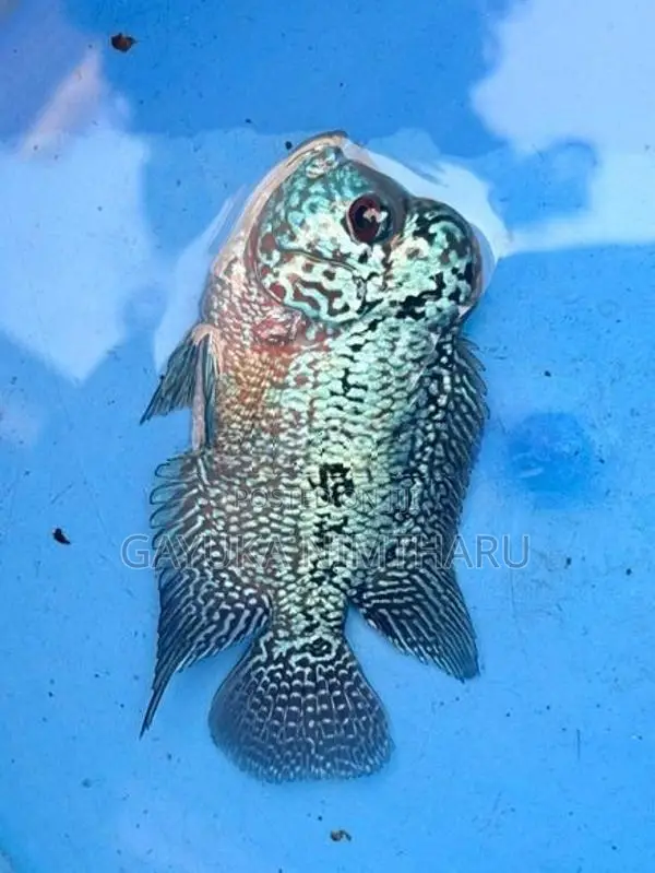 Flowerhorn Fish