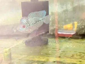 Flowerhorn Fish