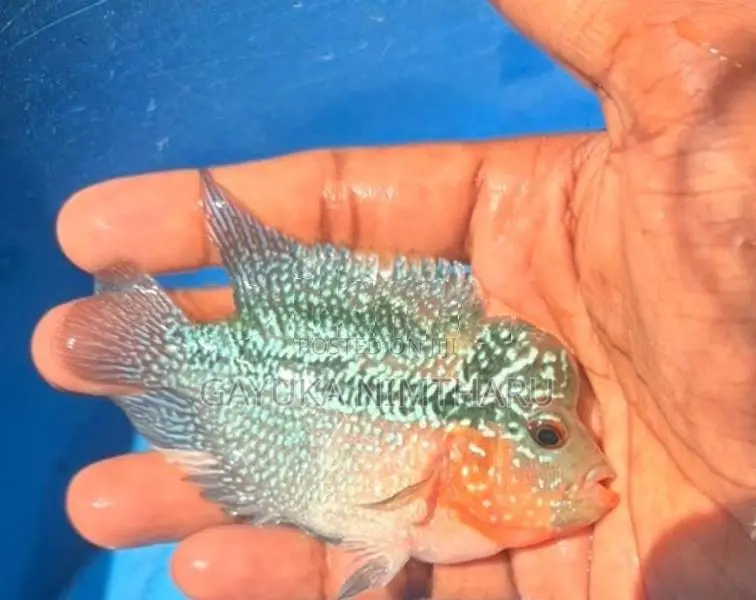 Flowerhorn Fish