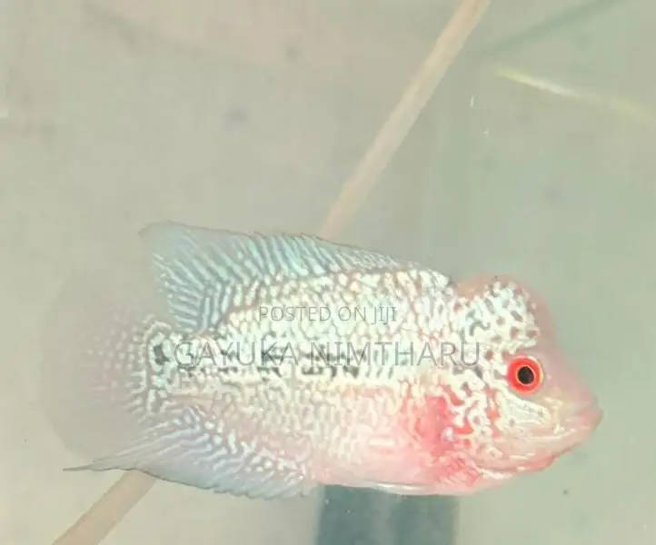 Flowerhorn Fish