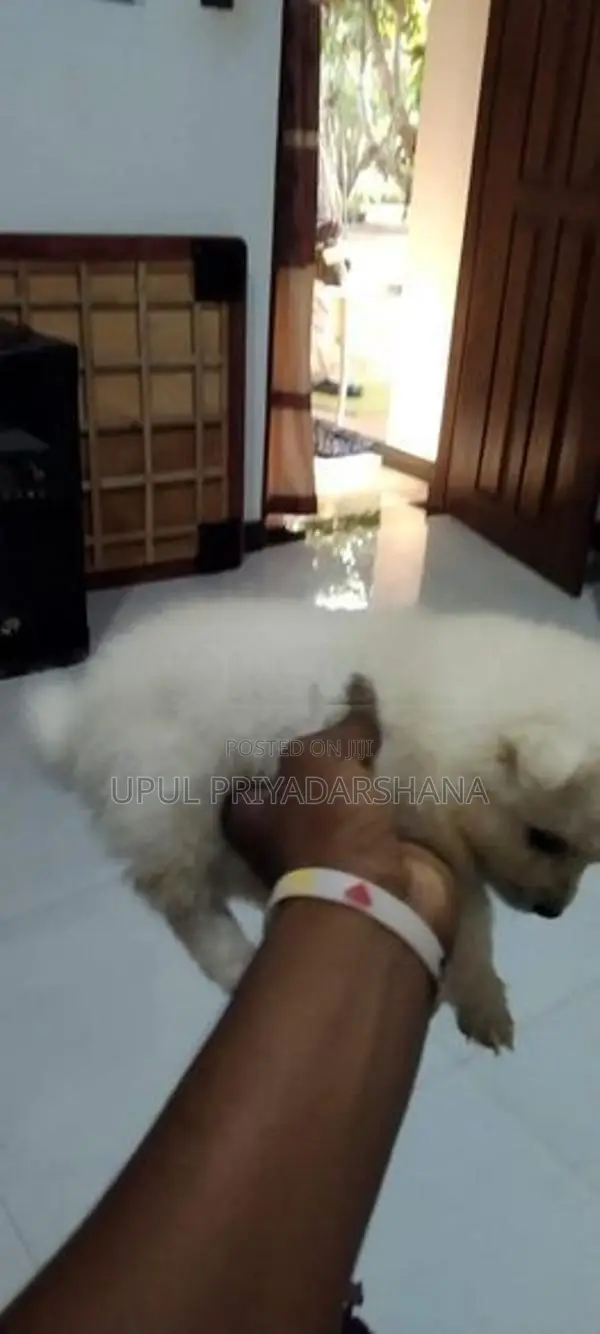 Pomeranian Puppies