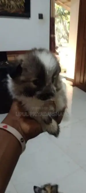 Pomeranian Puppies