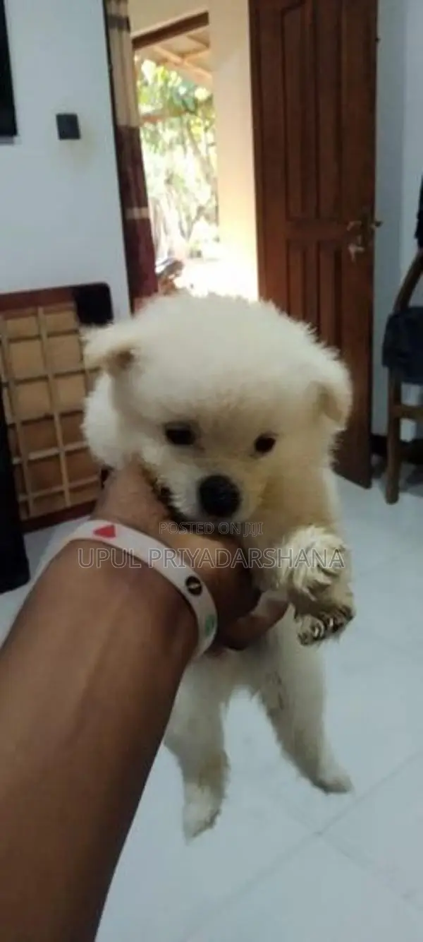 Pomeranian Puppies