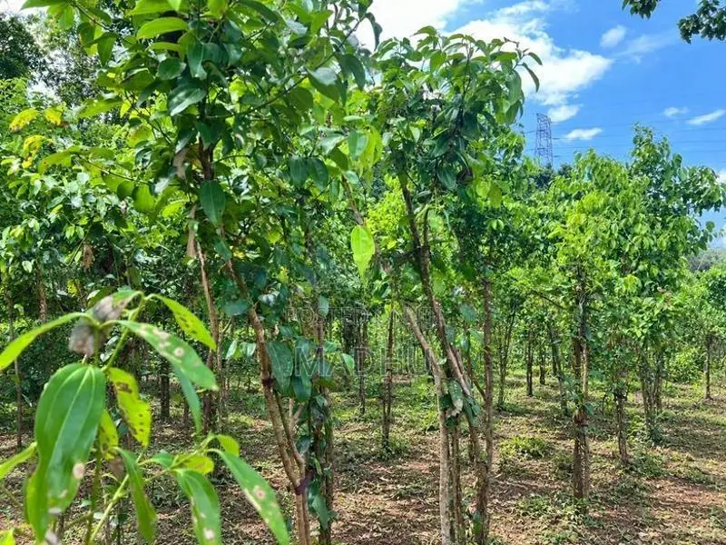 Cinnamon Land for Sale in Halpathota