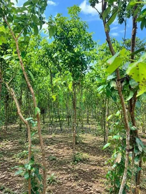 Cinnamon Land for Sale in Halpathota