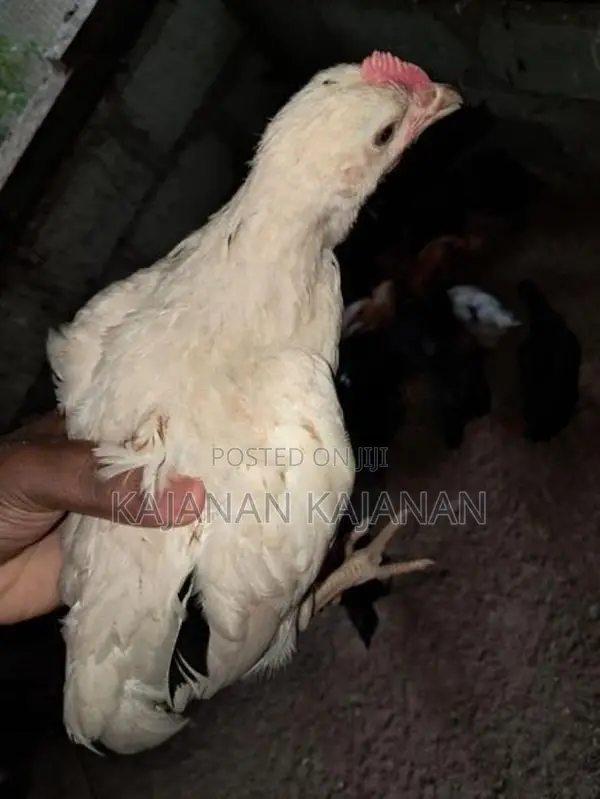 2 Months Chicks