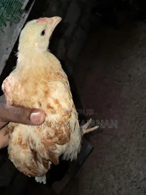 2 Months Chicks