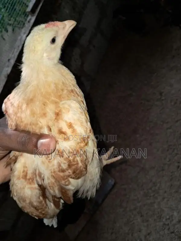 2 Months Chicks