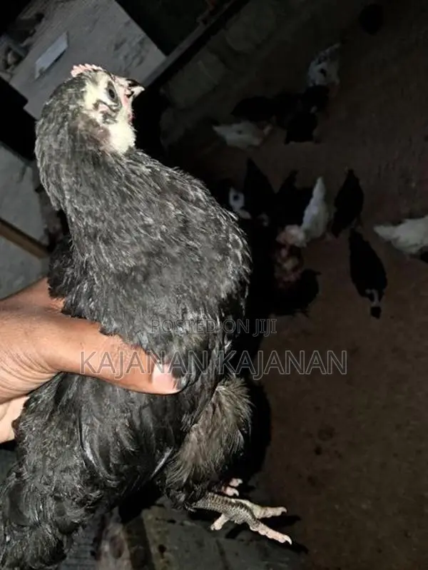 2 Months Chicks