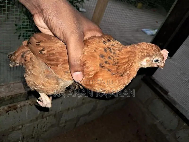 2 Months Chicks