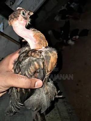2 Months Chicks