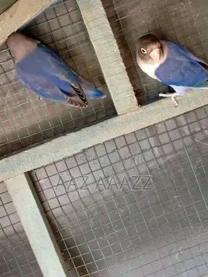 African Love Birds