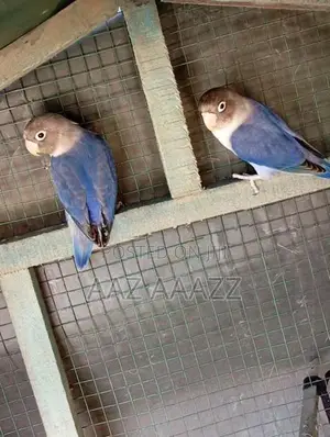 African Love Birds
