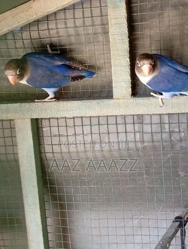 African Love Birds