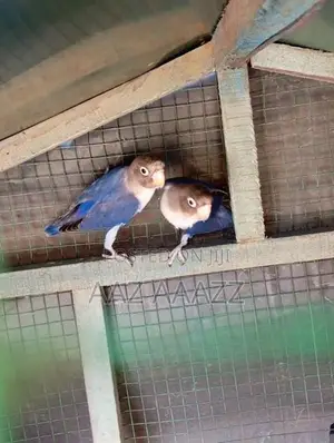 African Love Birds