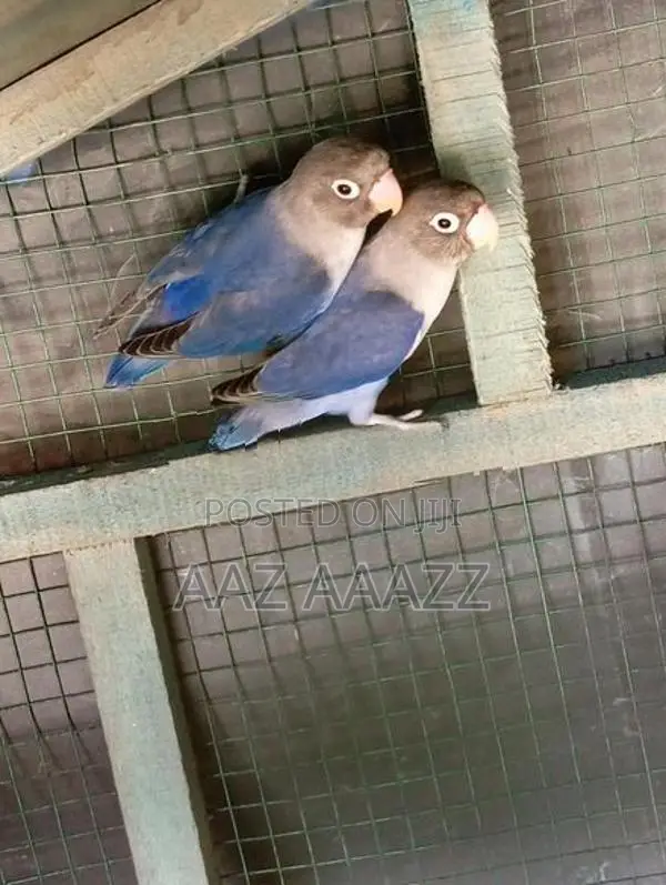 African Love Birds